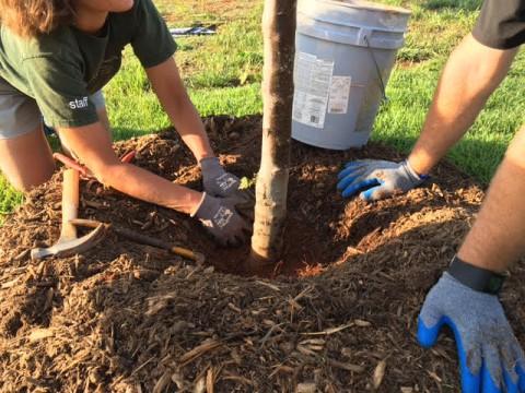 planting trees